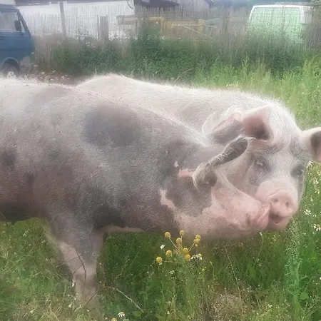 Doppelbettzimmer Auf Bauernhof In Naturalleinlage Pensión 3*
