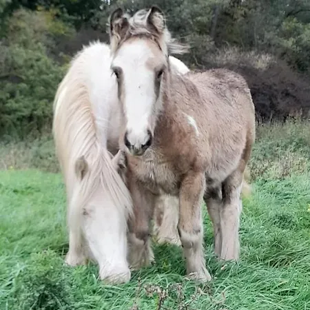 Doppelbettzimmer Auf Bauernhof In Naturalleinlage Pensión