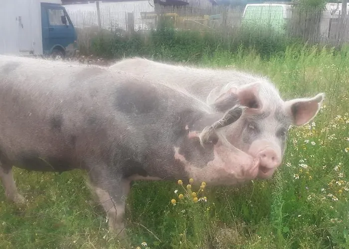 Doppelbettzimmer Auf Bauernhof In Naturalleinlage Maison d'hôtes 3*