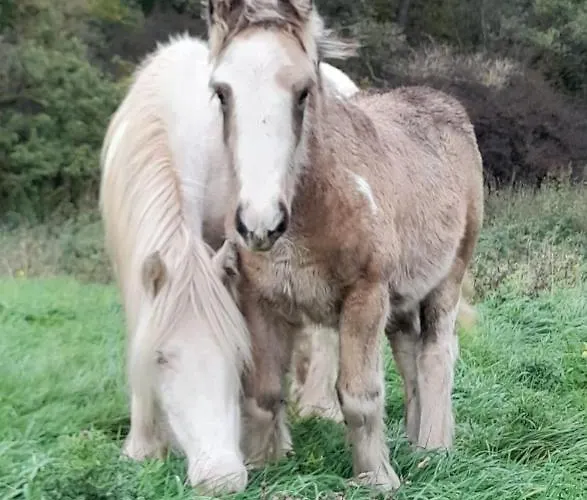 Doppelbettzimmer Auf Bauernhof In Naturalleinlage Maison d'hôtes